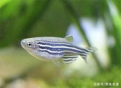 观赏鱼专用饲料选购指南：如何选择观赏鱼专用饲料 观赏鱼百科 第2张