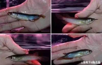 红龙鱼挑选红龙鱼的挑选指南红龙鱼时需要考虑的关键因素：如何挑选红龙鱼