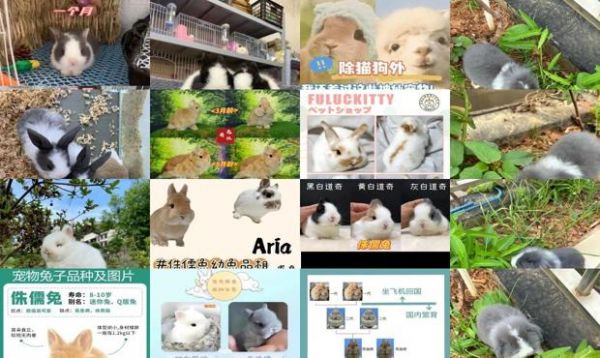 侏儒兔和垂耳兔的后代