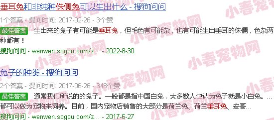 侏儒兔和垂耳兔的后代