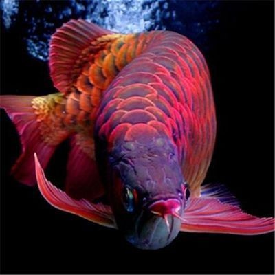 讷河市鑫海游水族宠物用品商店（讷河市鑫海游水族宠物用品商店地址） 全国水族馆企业名录
