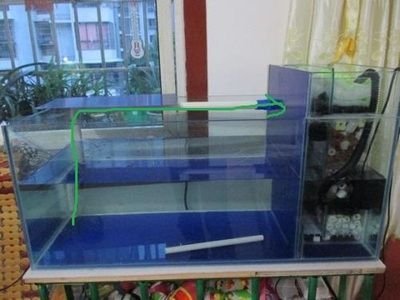 成品鱼缸养鱼技巧:成品鱼缸养鱼技巧:成品鱼缸养鱼的几项养护技巧 鱼缸百科 第3张