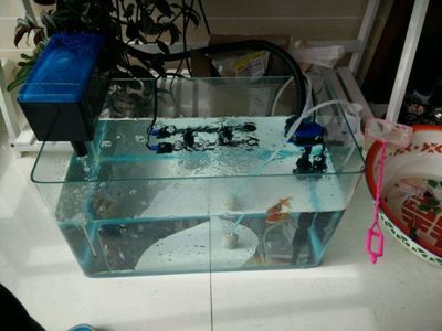 成品鱼缸养鱼技巧:成品鱼缸养鱼技巧:成品鱼缸养鱼的几项养护技巧 鱼缸百科 第1张