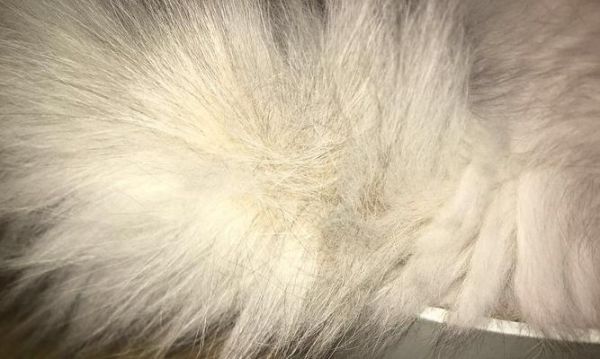 宠物小猫毛起皮，如何有效预防和治疗（小猫起皮原因）