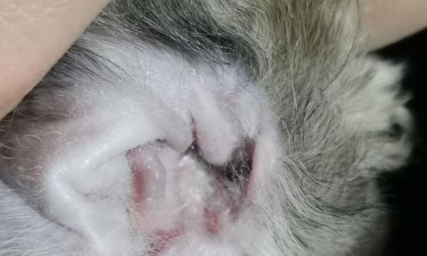 宠物小猫毛起皮，如何有效预防和治疗（小猫起皮原因）