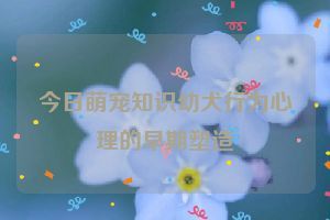 今日萌宠知识幼犬行为心理的早期塑造