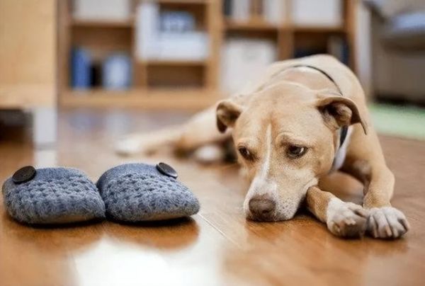 狗狗被打后怎么调整它的心理状态