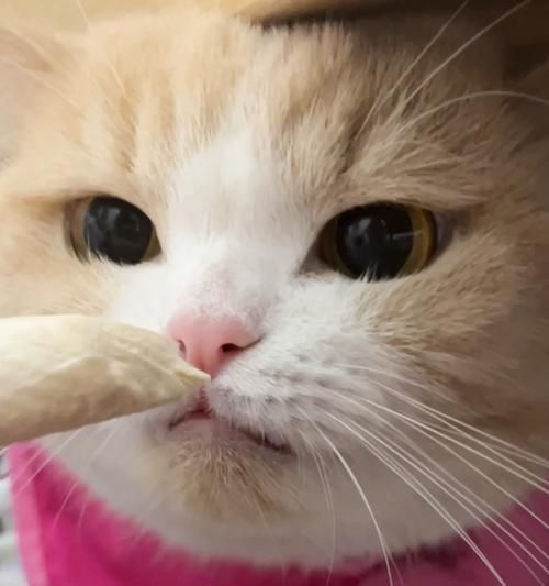 揭秘猫咪喜欢哼哼的原因（探究猫咪哼哼背后的心理和行为）