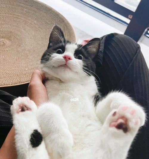 揭秘猫咪喜欢哼哼的原因（探究猫咪哼哼背后的心理和行为）