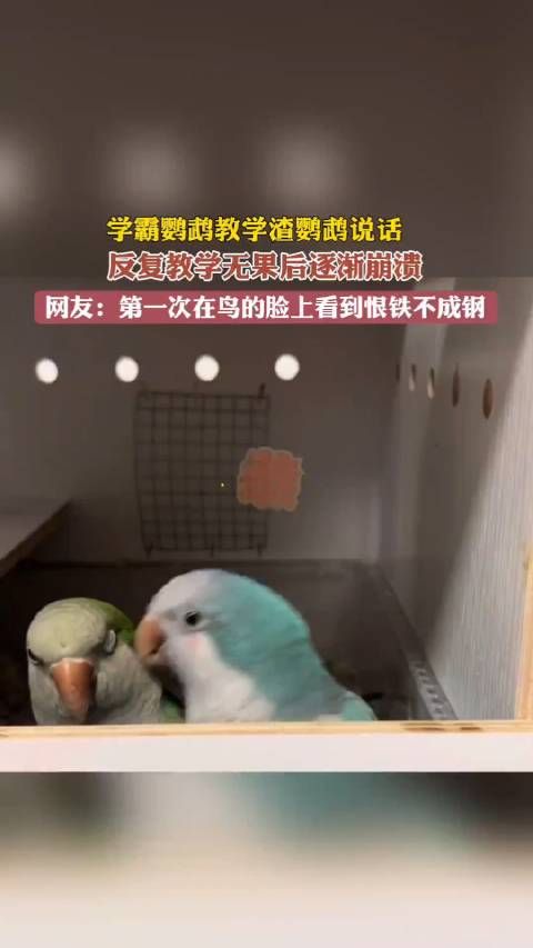 学霸鹦鹉教学渣鹦鹉说话,第一次在鸟脸上看到了恨铁不成钢