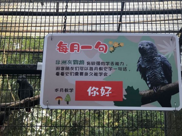 灰鹦鹉.jpg