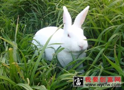 兔子的常见病认识及其防治