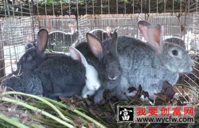 兔子的常见病认识及其防治