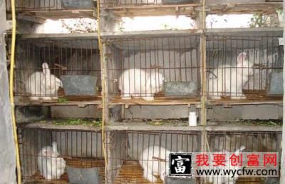 兔子的常见病认识及其防治