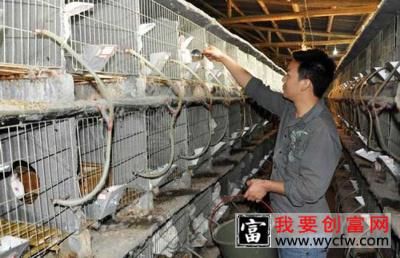 兔子的常见病认识及其防治