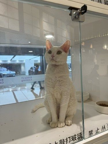 猫咪天地～宠物乐园