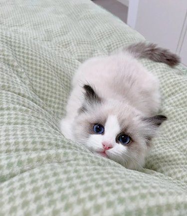 我的布偶也想尝尝奶茶