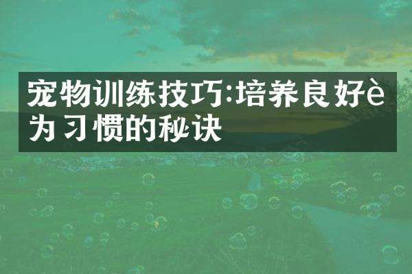 宠物训练技巧:培养良好行为习惯的秘诀