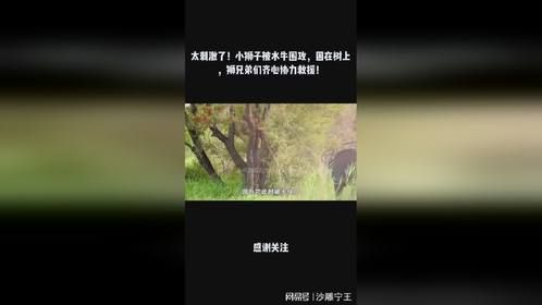 太刺激了！小狮子被水牛围攻，困在树上，狮兄弟们齐心协力救援！