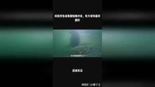 棕熊捞鱼结果腿短被冲走，吃大餐场面笑翻天
