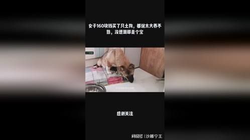女子160块钱买了只土狗，都说太大养不熟，没想到却是个宝