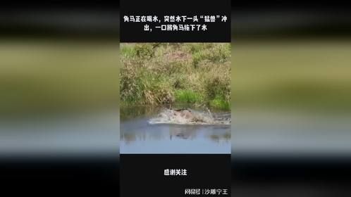 角马正在喝水，突然水下一头“猛兽”冲出，一口将角马拖下了水