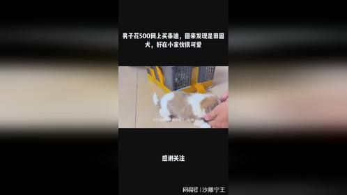 男子花500网上买泰迪，回来发现是田园犬，好在小家伙很可爱