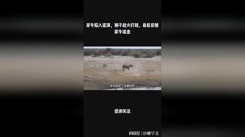 犀牛陷入泥潭，狮子趁火打劫，最后反被犀牛追击