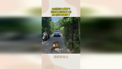 金丝猴这大体格子，在猴里面应该算大的，把女游客整害羞了！