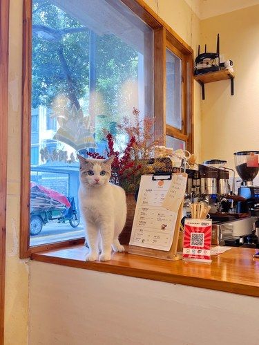 昆山一家有猫猫的咖啡店