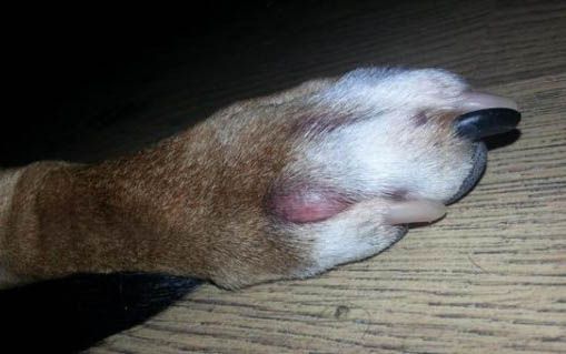 宠物狗可以吃什么零食