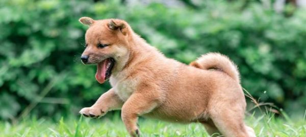 如何训练你的狗成为最好的宠物犬（从选择品种到基础训练）