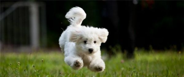 如何训练你的狗成为最好的宠物犬（从选择品种到基础训练）