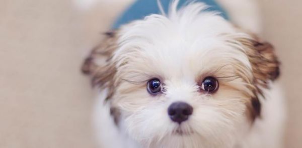 如何训练你的狗成为最好的宠物犬（从选择品种到基础训练）