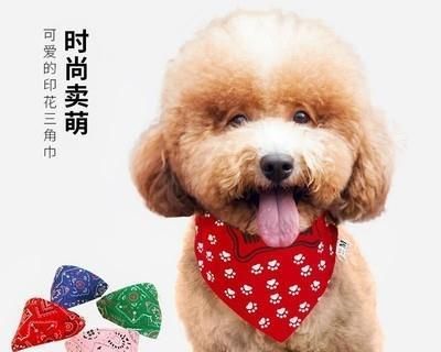 博美与拉布拉多——两种不同的宠物世界（博美和拉布拉多的特点与养护方法）