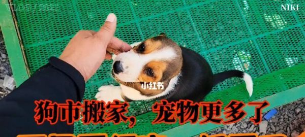 博美与拉布拉多——两种不同的宠物世界（博美和拉布拉多的特点与养护方法）