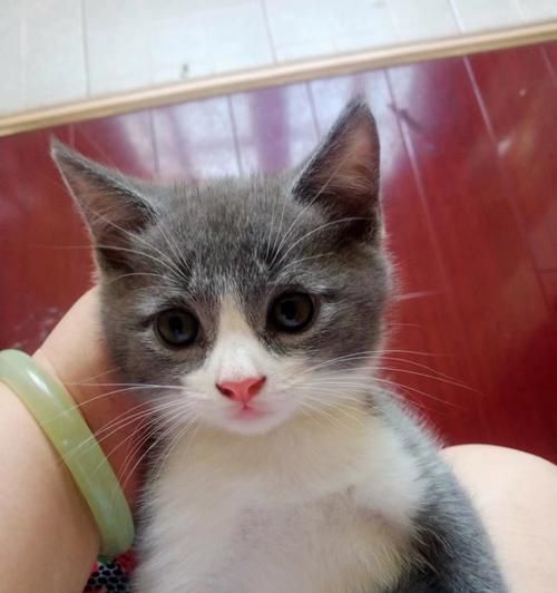 领养小猫，幸福无限（爱心收养）