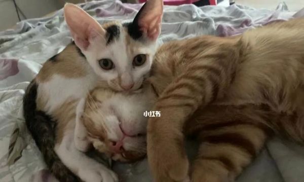 领养小猫，幸福无限（爱心收养）