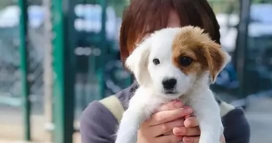 宠物猫的领养流程与注意事项（宠物猫的领养流程与注意事项）