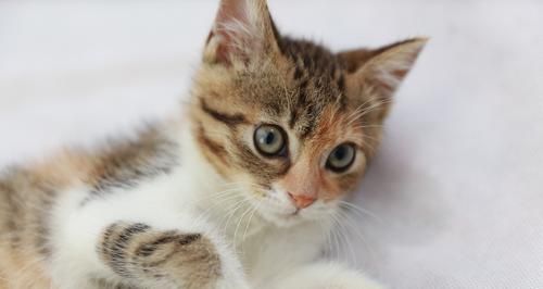 宠物猫的领养流程与注意事项（宠物猫的领养流程与注意事项）