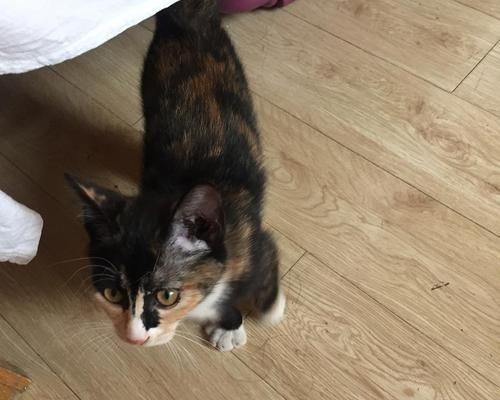 宠物猫的领养流程与注意事项（宠物猫的领养流程与注意事项）