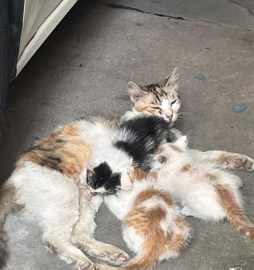 宠物猫的责任与担当（为什么不能遗弃你的猫）