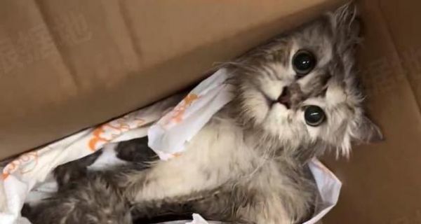 宠物猫的责任与担当（为什么不能遗弃你的猫）