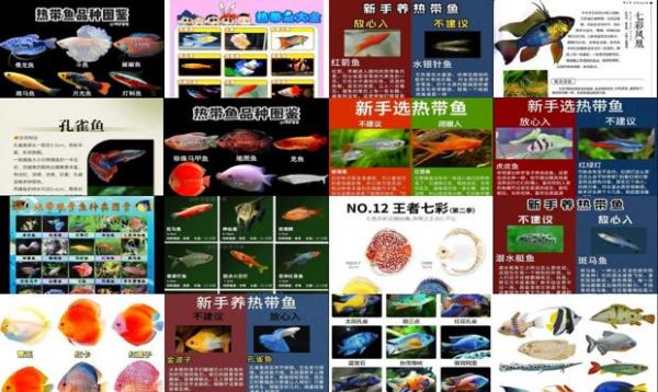 热带鱼品种名称及图片