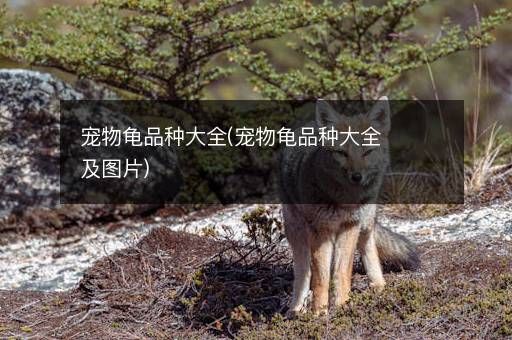 宠物龟品种大全(宠物龟品种大全及图片)