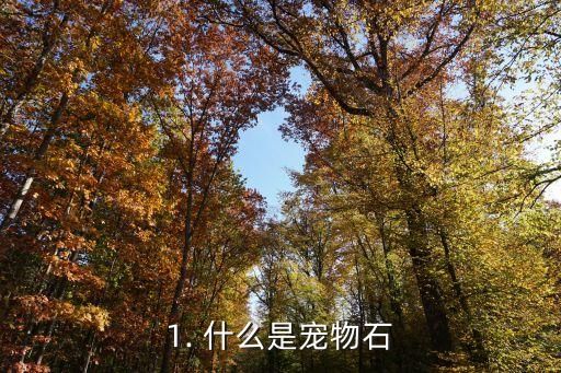 宠物石,宠物石 与你共度一生的宠物纪念品