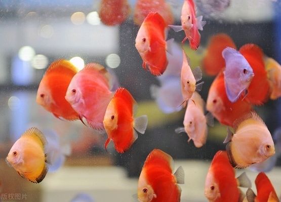 水族馆一般卖什么东西赚钱（水族馆特色纪念品设计案例分析水族馆繁殖技术培训课程） 水族馆百科（水族馆加盟） 第2张