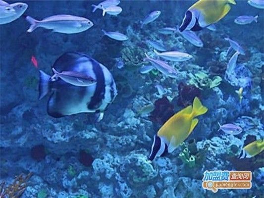 水族馆一般卖什么东西赚钱（水族馆特色纪念品设计案例分析水族馆繁殖技术培训课程） 水族馆百科（水族馆加盟） 第5张