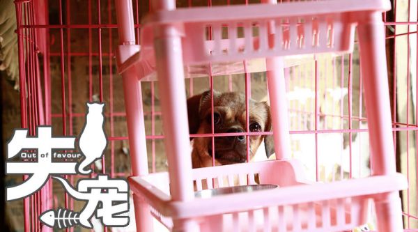 纪录片《失宠》——流浪动物们,该何去何从?