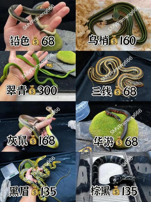 蛇的养殖,蛇的养殖技术视频教程